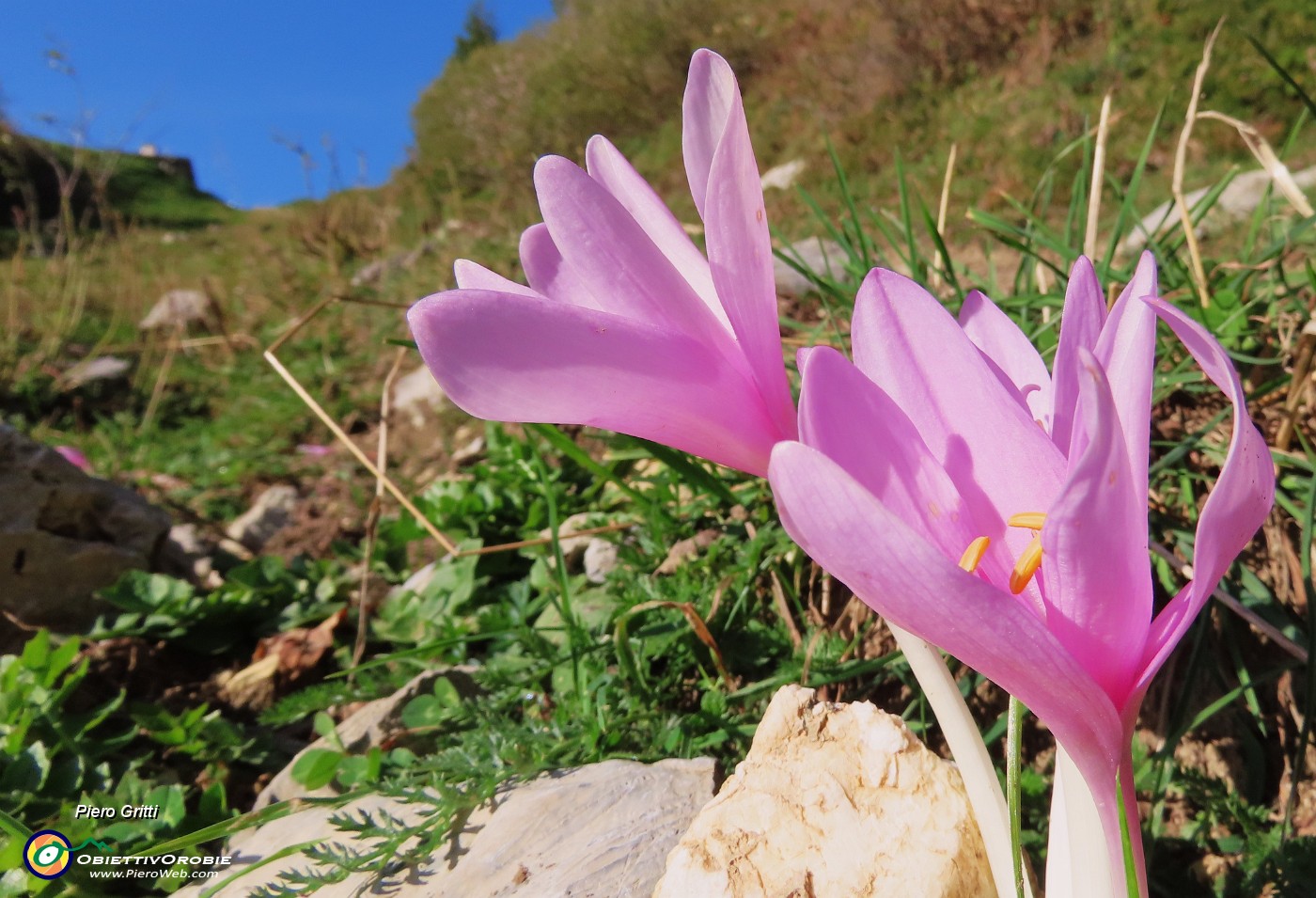 16 Colchicum autumnale (Colchico d'autunno).JPG